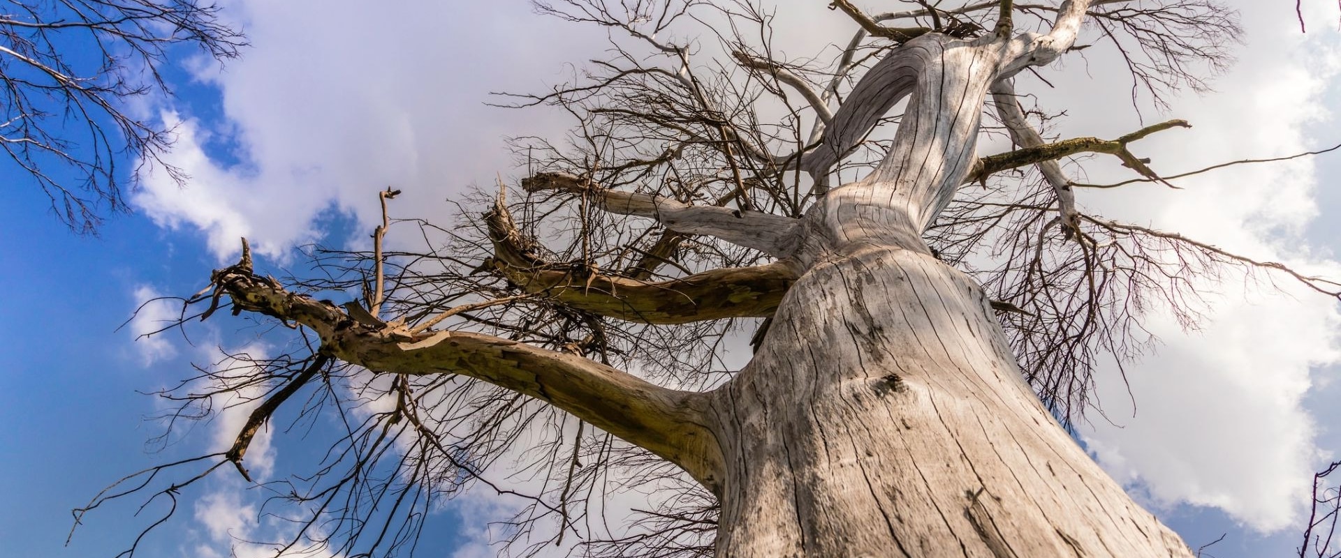 Is it Cheaper to Remove Trees in Winter?