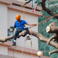 The Ultimate Guide To Tree Care: Combining Pruning Services And Safe Tree Felling In Orlando, FL