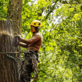 Top Reasons To Choose Professional Tree Services For Tree Felling In Portland, OR