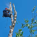 Understanding Tree Felling: Essential Insights From Your Local Tree Service In Brentwood