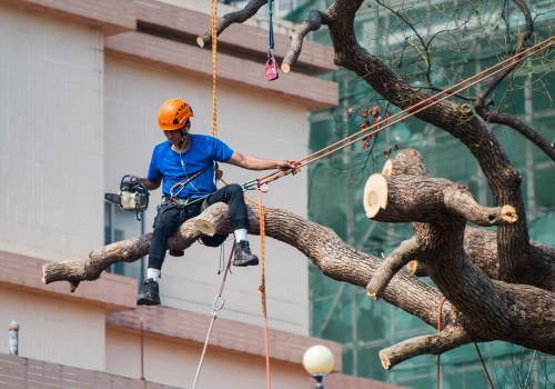 The Ultimate Guide To Tree Care: Combining Pruning Services And Safe Tree Felling In Orlando, FL