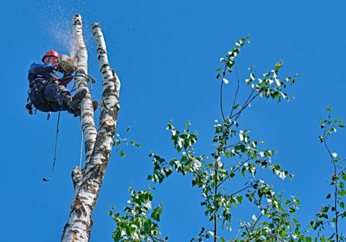 Understanding Tree Felling: Essential Insights From Your Local Tree Service In Brentwood